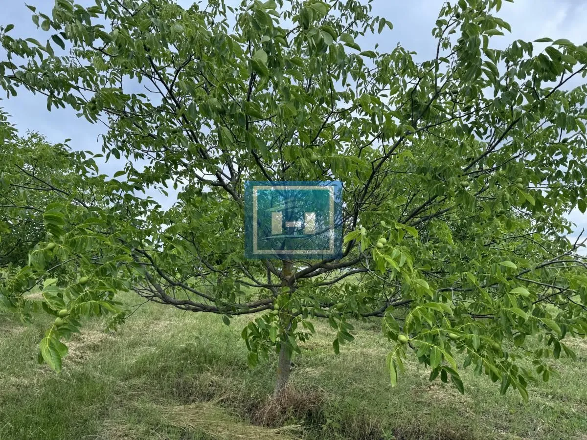 Prodaja, plac, 22800m², Stubica, Paraćin