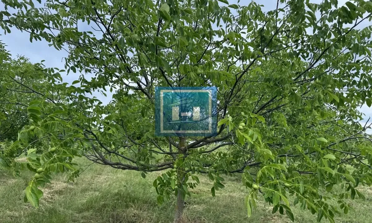 Sale, land lot, 22800m², Stubica, Paraćin