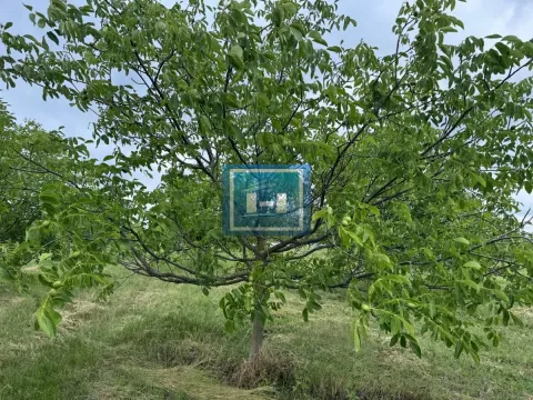 Prodaja, plac, 22800m², Stubica, Paraćin - image 1