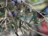 Sale, house, 276m², Utjeha, Ulcinj - image 15