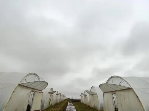 Prodaja, plac, 520m², Vrbas, Novi Sad - image 3