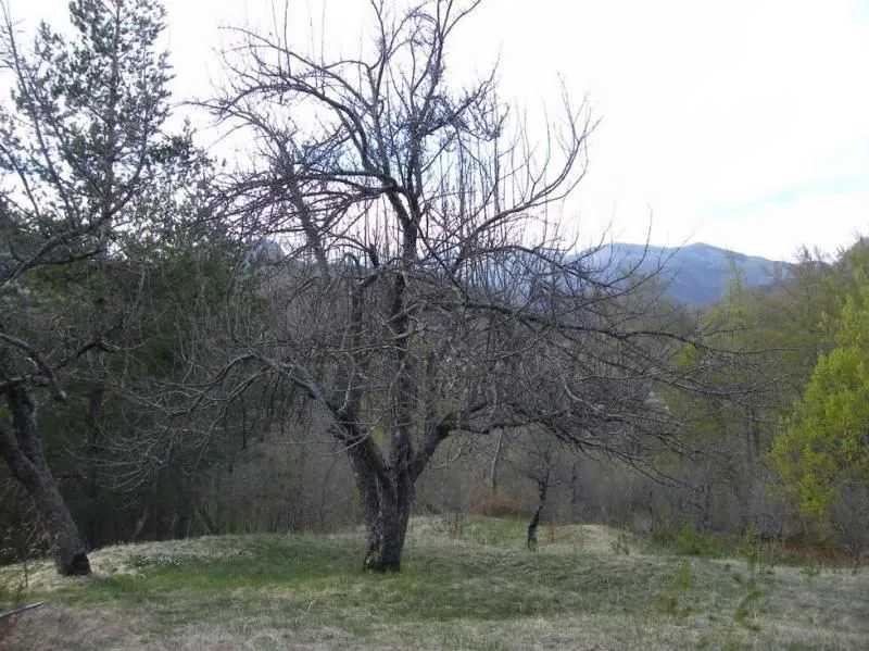 Prodaja, plac, 23600m², Kolašin, Crna Gora