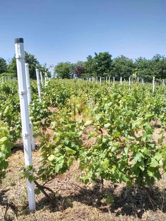 Prodaja, plac, 932m², Petrovaradin, Novi Sad