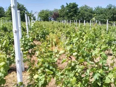 Prodaja, plac, 932m², Petrovaradin, Novi Sad - image 3