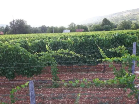 Prodaja, plac, 8924m², Jelenak, Danilovgrad - image 3