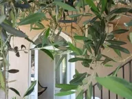 Izdavanje, jednosoban stan, 36m², Budva, Crna Gora - image 2