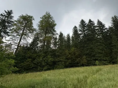 Prodaja, plac, 800m², Tara, Srbija - image 3