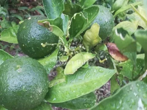 Sale, house, 60m², Sutomore, Bar - image 28