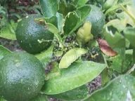 Prodaja, kuća, 60m², Sutomore, Bar - image 28