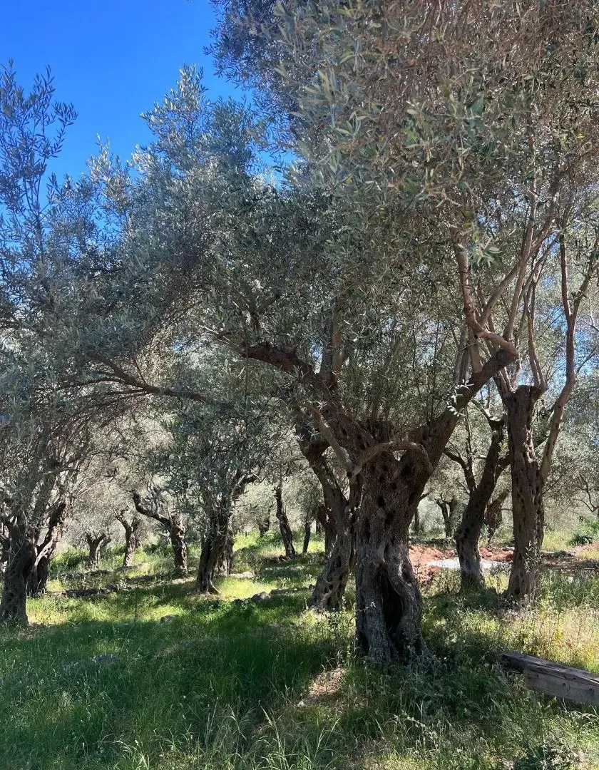 Sale, land lot, 1996m², Centar, Ulcinj