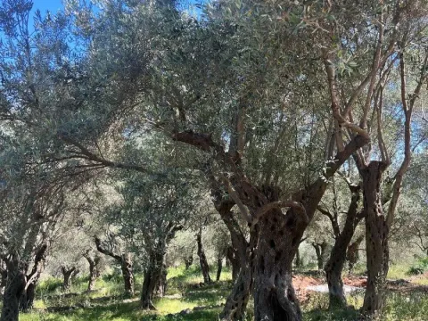 Prodaja, plac, 1996m², Centar, Ulcinj - image 4