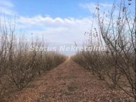 Prodaja, plac, 16304m², Bela Palanka, Srbija - image 3