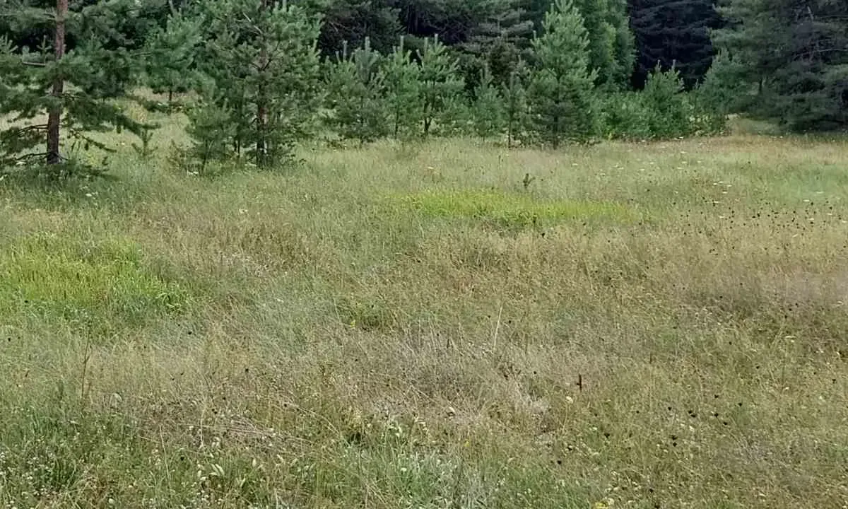 Sale, land lot, 1600m², Žabljak, Crna Gora