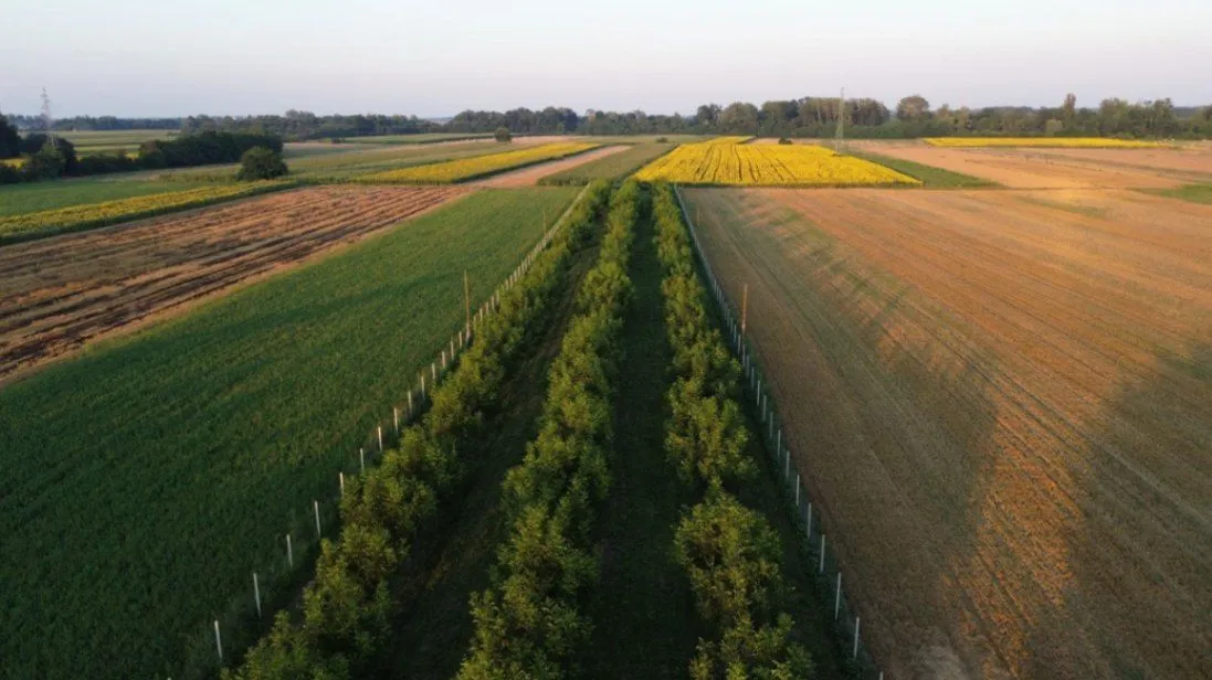 Prodaja, plac, 5000m², Bogatić, Srbija