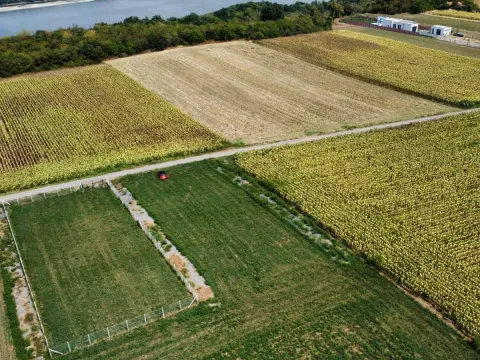 Prodaja, plac, 1000m², Čortanovci, Inđija - image 2