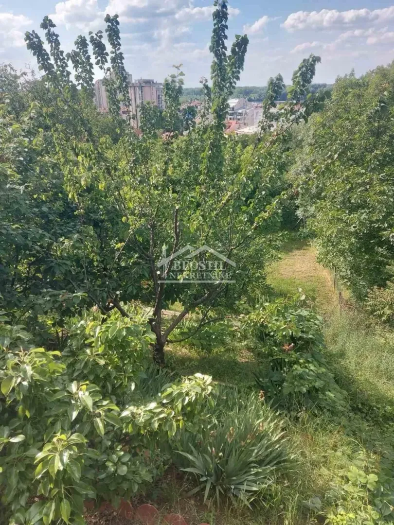 Pogled na zeleno dvorište puno drveća i rastinja sa zgradama u pozadini.