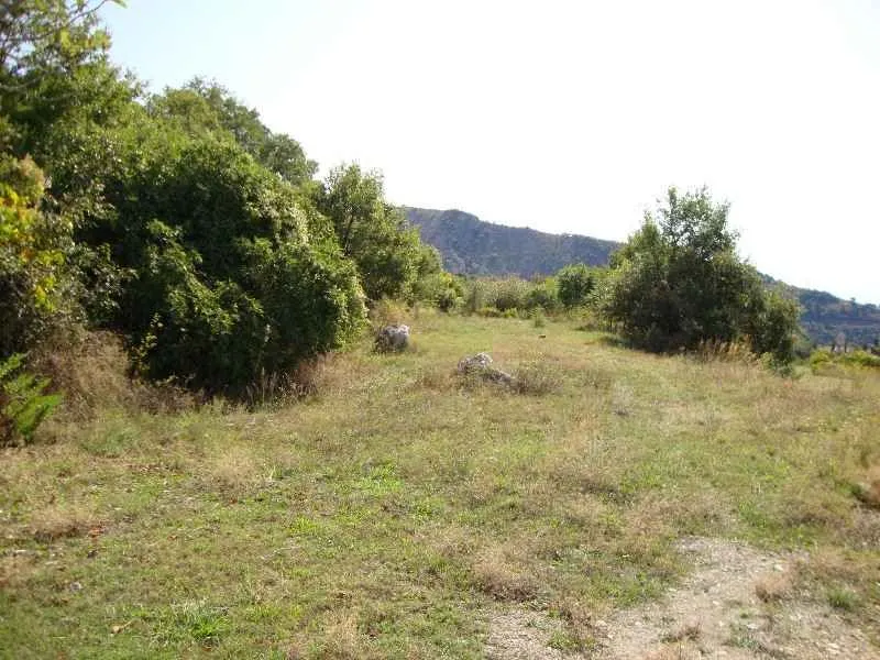 Zarasli teren sa drvećem i rastinjem u prizemlju.