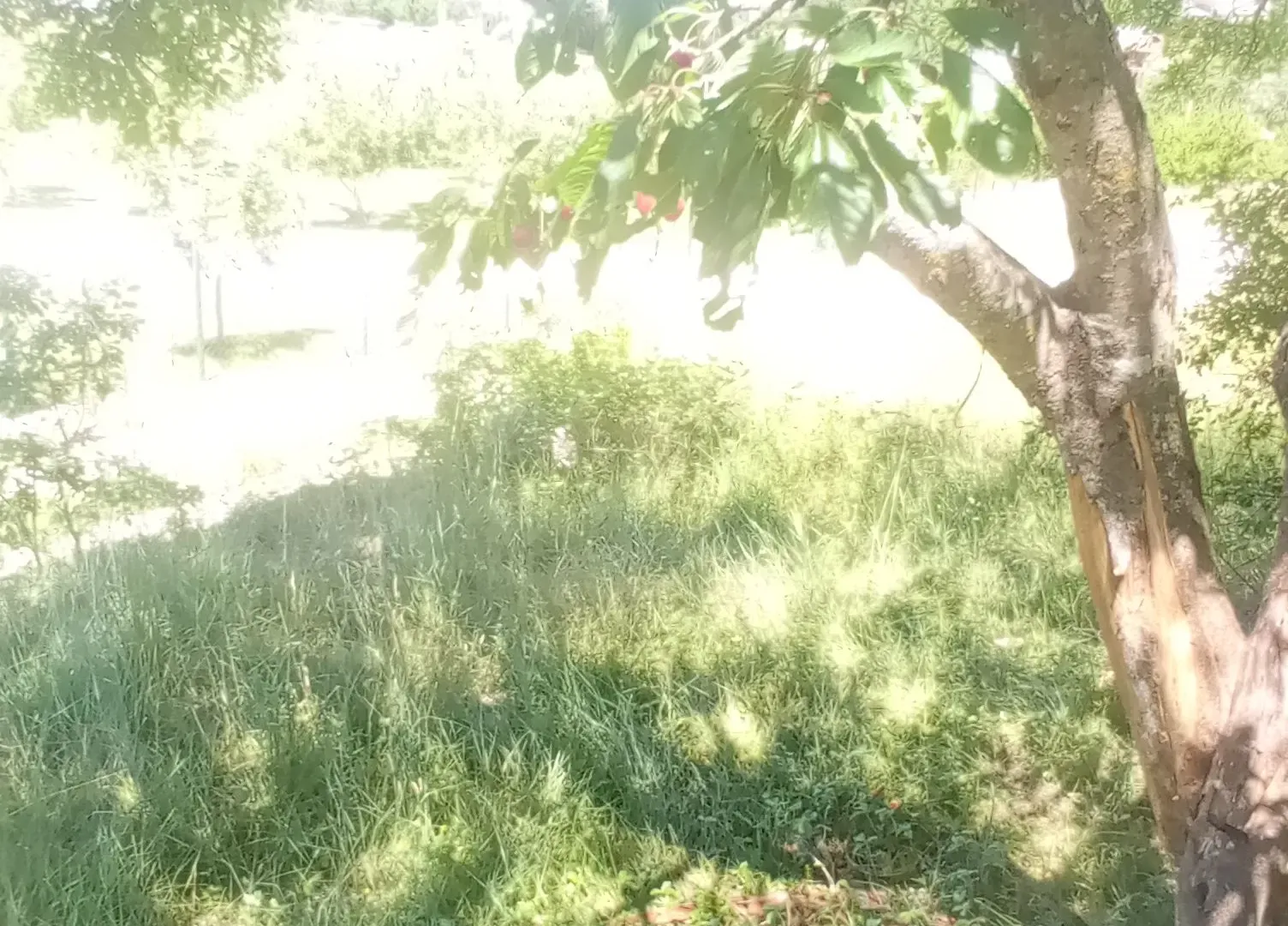 Prodaja, plac, 1500m², Ozrinići, Nikšić