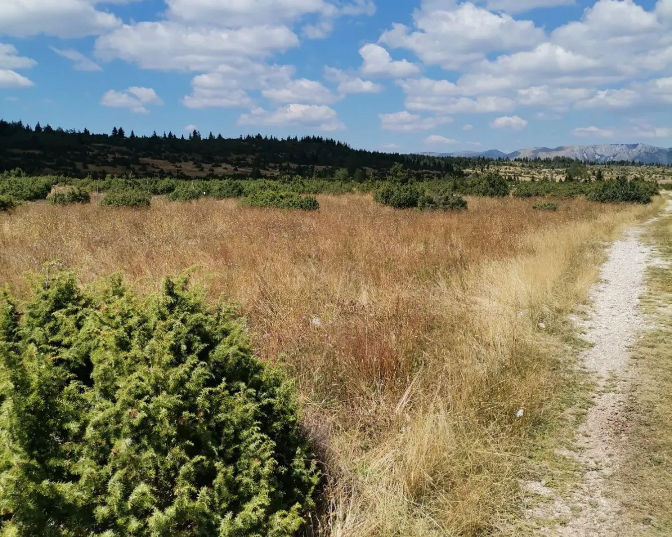 Prodaja, plac, 36000m², Žabljak, Crna Gora