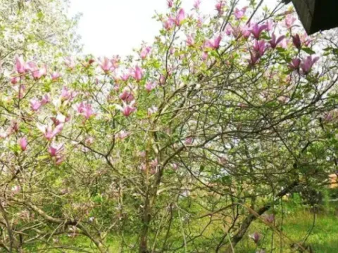 Prodaja, kuća, 200m², Borča Sve Podlokacije, Beograd - image 6