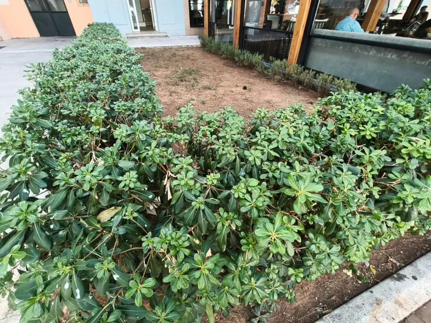 Green hedge and landscaped outdoor area in front of the building.
