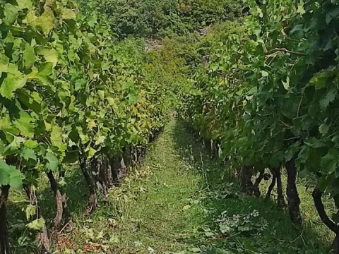 Prodaja, kuća, 170m², Bar, Crna Gora - image 3