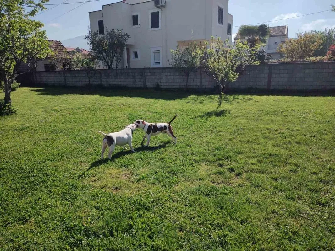 Prodaja, kuća, 326m², Murtovina, Podgorica