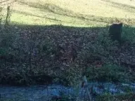 Sale, land lot, 99100m², Donja Bukovica, Šavnik - image 2