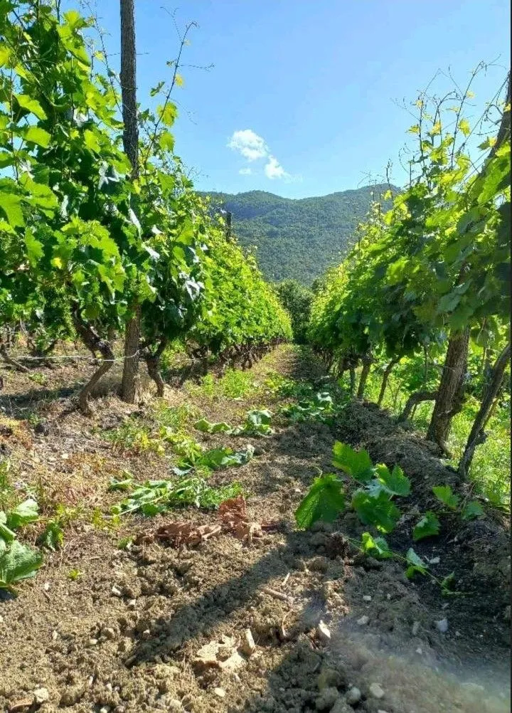Prodaja, plac, 10429m², Zabjelo, Podgorica