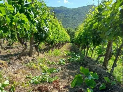 Prodaja, plac, 10429m², Zabjelo, Podgorica - image 2