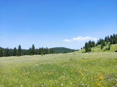 Prodaja, plac, 18883m², Žabljak, Crna Gora - image 4