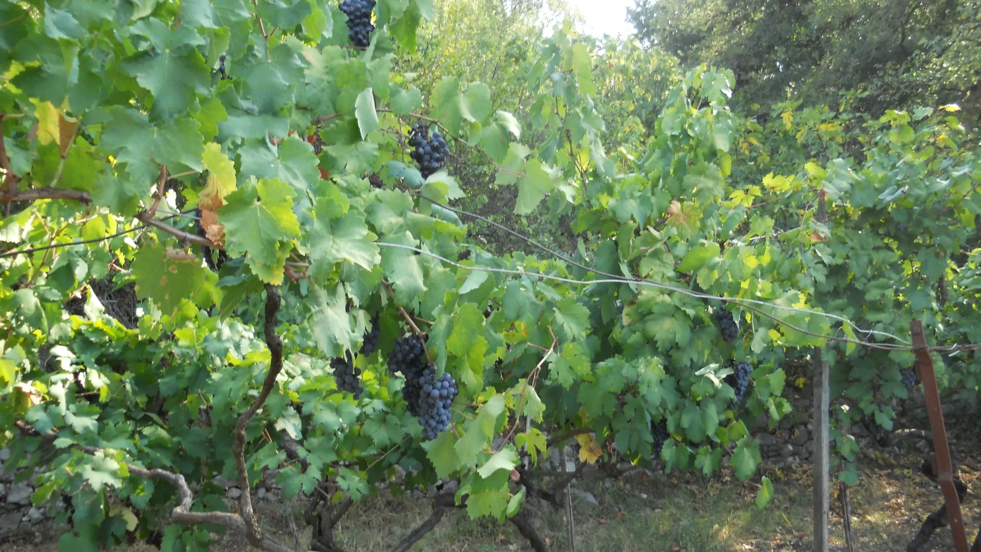 Prodaja, plac, 2582m², Zlatica, Podgorica