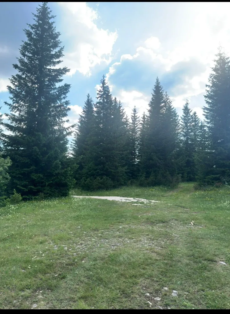 Zelenilo i šuma na placu.