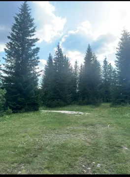Zelenilo i šuma na placu. - image 10