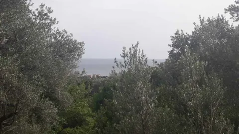 Pogled na more u daljini okružen maslinama. - image 6