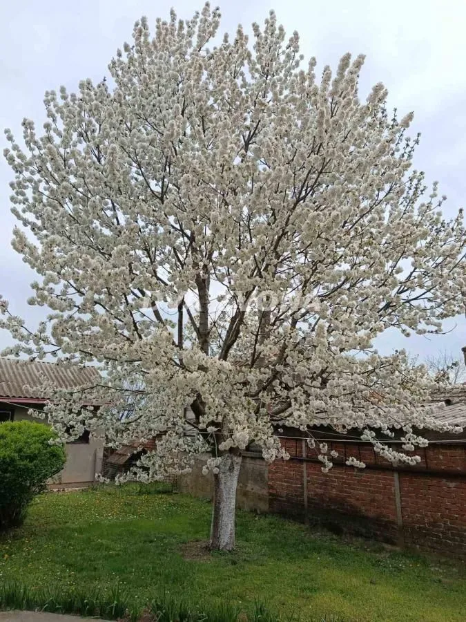 Sale, house, 206m², Beška, Inđija