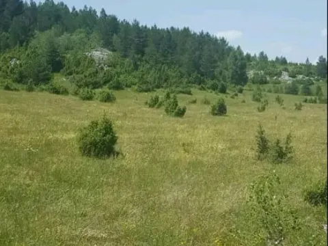 Prodaja, plac, 28400m², Žabljak, Crna Gora - image 3