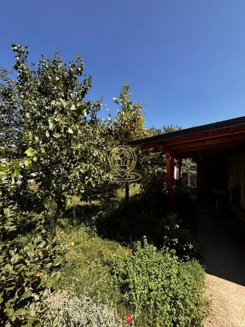 Green yard with trees and a canopy next to the house.