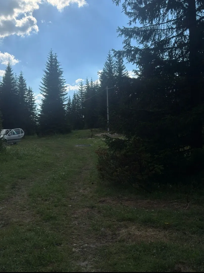 Šumski predio sa četinarskim drvećem i proplankom.