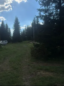 Šumski predio sa četinarskim drvećem i proplankom. - image 8