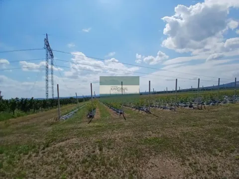 Prodaja, plac, 285100m², Medjureč, Jagodina - image 15