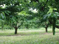 Sale, land lot, 114m², Krčedin, Inđija - image 2