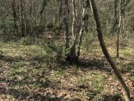 Sale, land lot, 17500m², Velja Gorana, Bar - image 3