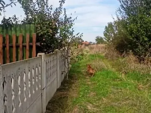 Prodaja, plac, 600m², Jagodina, Srbija - image 17