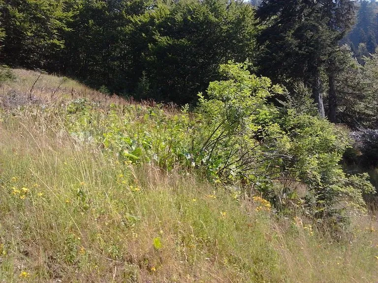 Prodaja, plac, 10000m², Kolašin, Crna Gora