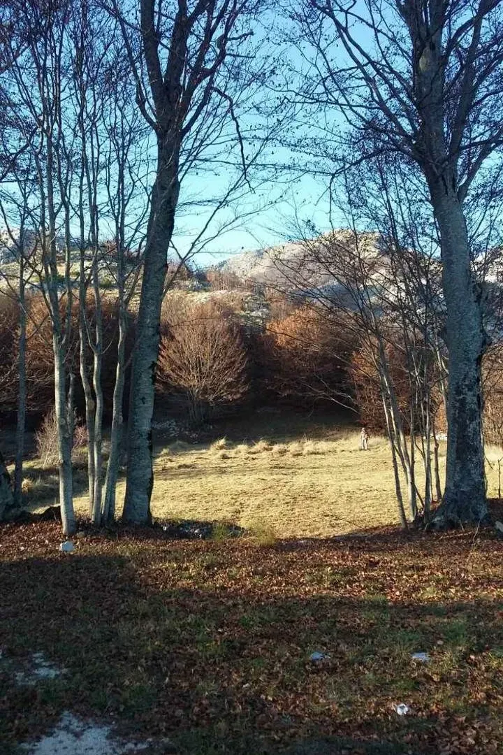 Prodaja, plac, 3002m², Cetinje, Crna Gora