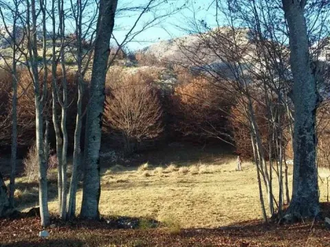 Prodaja, plac, 3002m², Cetinje, Crna Gora - image 4