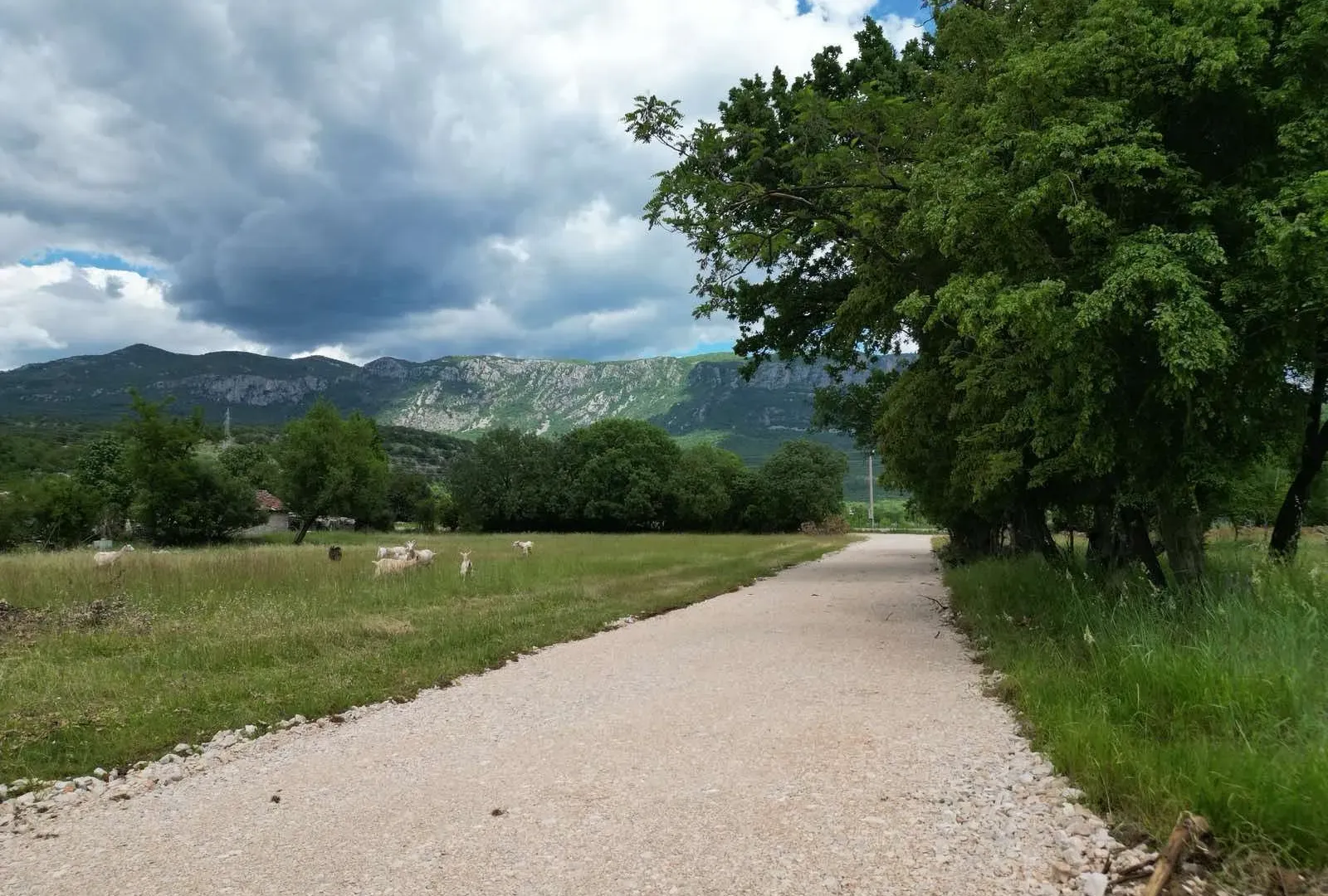 Prodaja, plac, 8000m², Gorica, Danilovgrad
