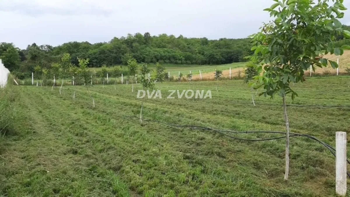 Prodaja, plac, 9700m², Čortanovci, Inđija