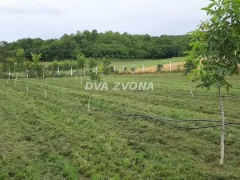 Sale, land lot, 9700m², Čortanovci, Inđija - image 2